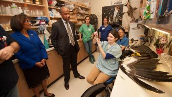 Dean Helene Dillard and Chancellor Gary May tour of the Bohart Musem and the Museum of Wildlife and Fish Biology on February 6, 2018. The Museum of Wildlife and Fish Biolgoy is preparing the newly acquired condor specimens given to the museum. Six dead condors (five died from lead poisoning) are being preserved and prepared for the UC Davis collection. UC Davis is one of the few wildlife history museums in the United States (outside of the Smithsonian) to have these gigantic endangered birds, one of the wor