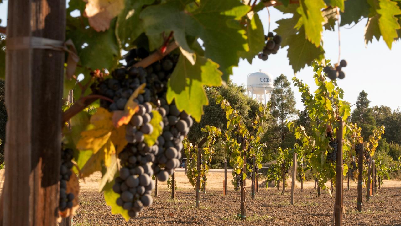 A bunch of purple grapes hanging from the vine in foreground, with the UC Davis water tower in the background.