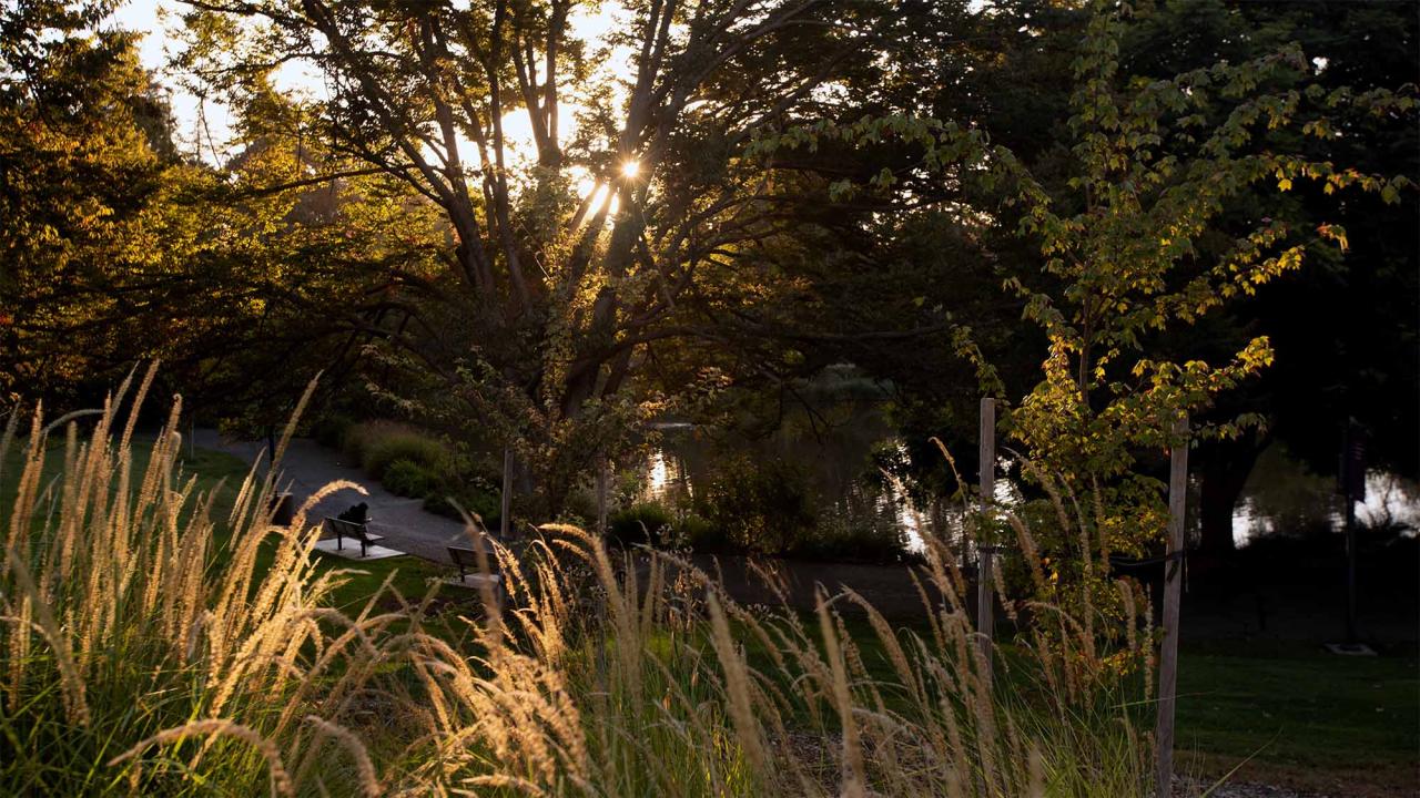 Sunset-lit park with tall grasses in foreground, sunbeams through trees and a bench
