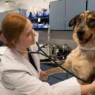 A veterinarian in a white coat uses a stethoscope to examine a large brown and black dog in a clinical exam room. The dog sits on an exam table wearing a medical collar, looking alert with its tongue slightly out, while medical equipment and cabinets are visible in the background.