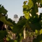 The UC Davis water tower is seen in the distance between leaves on grape vines
